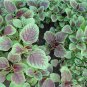 Amaranthus Mangostanus, Red Amaranth Seed 20000 PCS, Hong Xiancai
