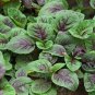 Amaranthus Mangostanus, Red Amaranth Seed 20000 PCS, Hong Xiancai