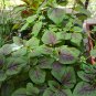 Amaranthus Mangostanus, Red Amaranth Seed 20000 PCS, Hong Xiancai