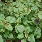 Amaranthus Mangostanus, Red Amaranth Seed 20000 PCS, Hong Xiancai