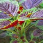 Amaranthus Mangostanus, Red Amaranth Seed 20000 PCS, Hong Xiancai