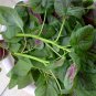 Amaranthus Mangostanus, Red Amaranth Seed 20000 PCS, Hong Xiancai
