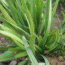 Allium Tuberosum, Garlic Chives Seed 5000 PCS, Oriental Garlic Baigen Jiucai