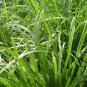 Allium Tuberosum, Garlic Chives Seed 5000 PCS, Oriental Garlic Baigen Jiucai