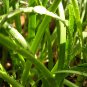 Allium Tuberosum, Garlic Chives Seed 5000 PCS, Oriental Garlic Baigen Jiucai