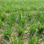 Allium Tuberosum, Garlic Chives Seed 5000 PCS, Oriental Garlic Baigen Jiucai