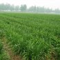 Allium Tuberosum, Garlic Chives Seed 5000 PCS, Oriental Garlic Baigen Jiucai