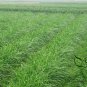 Allium Tuberosum, Garlic Chives Seed 5000 PCS, Oriental Garlic Baigen Jiucai