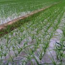 Allium Porrum, Genus Allium Seed 5000 PCS, Original Leek Jiu Cong