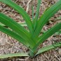 Allium Porrum, Genus Allium Seed 5000 PCS, Original Leek Jiu Cong