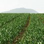 Allium Porrum, Genus Allium Seed 5000 PCS, Original Leek Jiu Cong