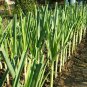 Allium Porrum, Genus Allium Seed 5000 PCS, Original Leek Jiu Cong