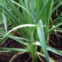 Allium Porrum, Genus Allium Seed 5000 PCS, Original Leek Jiu Cong