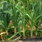 Allium Porrum, Genus Allium Seed 5000 PCS, Original Leek Jiu Cong