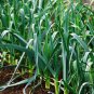 Allium Porrum, Genus Allium Seed 5000 PCS, Original Leek Jiu Cong