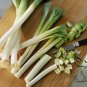 Allium Porrum, Genus Allium Seed 5000 PCS, Original Leek Jiu Cong