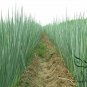 Allium Fistulosum, Welsh Onion Seed 5000 PCS, Zhang Qiu Da Cong