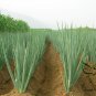 Allium Fistulosum, Welsh Onion Seed 5000 PCS, Zhang Qiu Da Cong