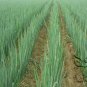 Allium Fistulosum, Welsh Onion Seed 5000 PCS, Zhang Qiu Da Cong