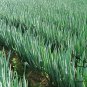 Allium Fistulosum, Welsh Onion Seed 5000 PCS, Zhang Qiu Da Cong