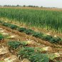 Allium Fistulosum, Welsh Onion Seed 5000 PCS, Zhang Qiu Da Cong