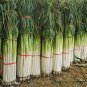 Allium Fistulosum, Welsh Onion Seed 5000 PCS, Zhang Qiu Da Cong