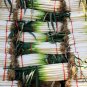 Allium Fistulosum, Welsh Onion Seed 5000 PCS, Zhang Qiu Da Cong