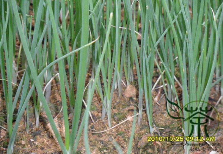 Allium Cepa, Common Onion Seed 5000 PCS, Bulb Onion Yang Cong