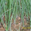 Allium Cepa, Common Onion Seed 5000 PCS, Bulb Onion Yang Cong