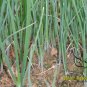 Allium Cepa, Common Onion Seed 5000 PCS, Bulb Onion Yang Cong