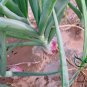 Allium Cepa, Common Onion Seed 5000 PCS, Bulb Onion Yang Cong