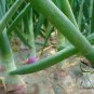 Allium Cepa, Common Onion Seed 5000 PCS, Bulb Onion Yang Cong