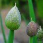 Allium Cepa, Common Onion Seed 5000 PCS, Bulb Onion Yang Cong