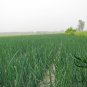 Allium Cepa, Common Onion Seed 5000 PCS, Bulb Onion Yang Cong