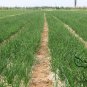 Allium Cepa, Common Onion Seed 5000 PCS, Bulb Onion Yang Cong