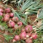 Allium Cepa, Common Onion Seed 5000 PCS, Bulb Onion Yang Cong