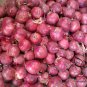 Allium Cepa, Common Onion Seed 5000 PCS, Bulb Onion Yang Cong