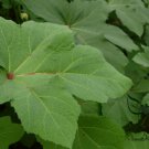 Abelmoschus Esculentus, Yellow Okra Ochro Seed 1000 PCS, Huang Qiukui