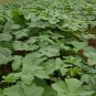 Abelmoschus Esculentus, Yellow Okra Ochro Seed 1000 PCS, Huang Qiukui