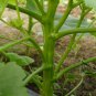 Abelmoschus Esculentus, Yellow Okra Ochro Seed 1000 PCS, Huang Qiukui