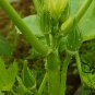 Abelmoschus Esculentus, Yellow Okra Ochro Seed 1000 PCS, Huang Qiukui