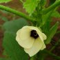 Abelmoschus Esculentus, Yellow Okra Ochro Seed 1000 PCS, Huang Qiukui