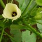 Abelmoschus Esculentus, Yellow Okra Ochro Seed 1000 PCS, Huang Qiukui