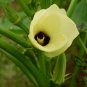 Abelmoschus Esculentus, Yellow Okra Ochro Seed 1000 PCS, Huang Qiukui