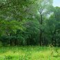 Ulmus Pumila, Siberian Elm Seed 500 PCS, Asiatic Elm Bai Yu