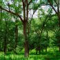 Ulmus Pumila, Siberian Elm Seed 500 PCS, Asiatic Elm Bai Yu