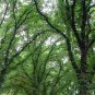 Ulmus Pumila, Siberian Elm Seed 500 PCS, Asiatic Elm Bai Yu