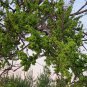 Ulmus Pumila, Siberian Elm Seed 500 PCS, Asiatic Elm Bai Yu