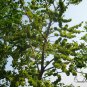 Ulmus Pumila, Siberian Elm Seed 500 PCS, Asiatic Elm Bai Yu