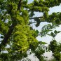 Ulmus Pumila, Siberian Elm Seed 500 PCS, Asiatic Elm Bai Yu